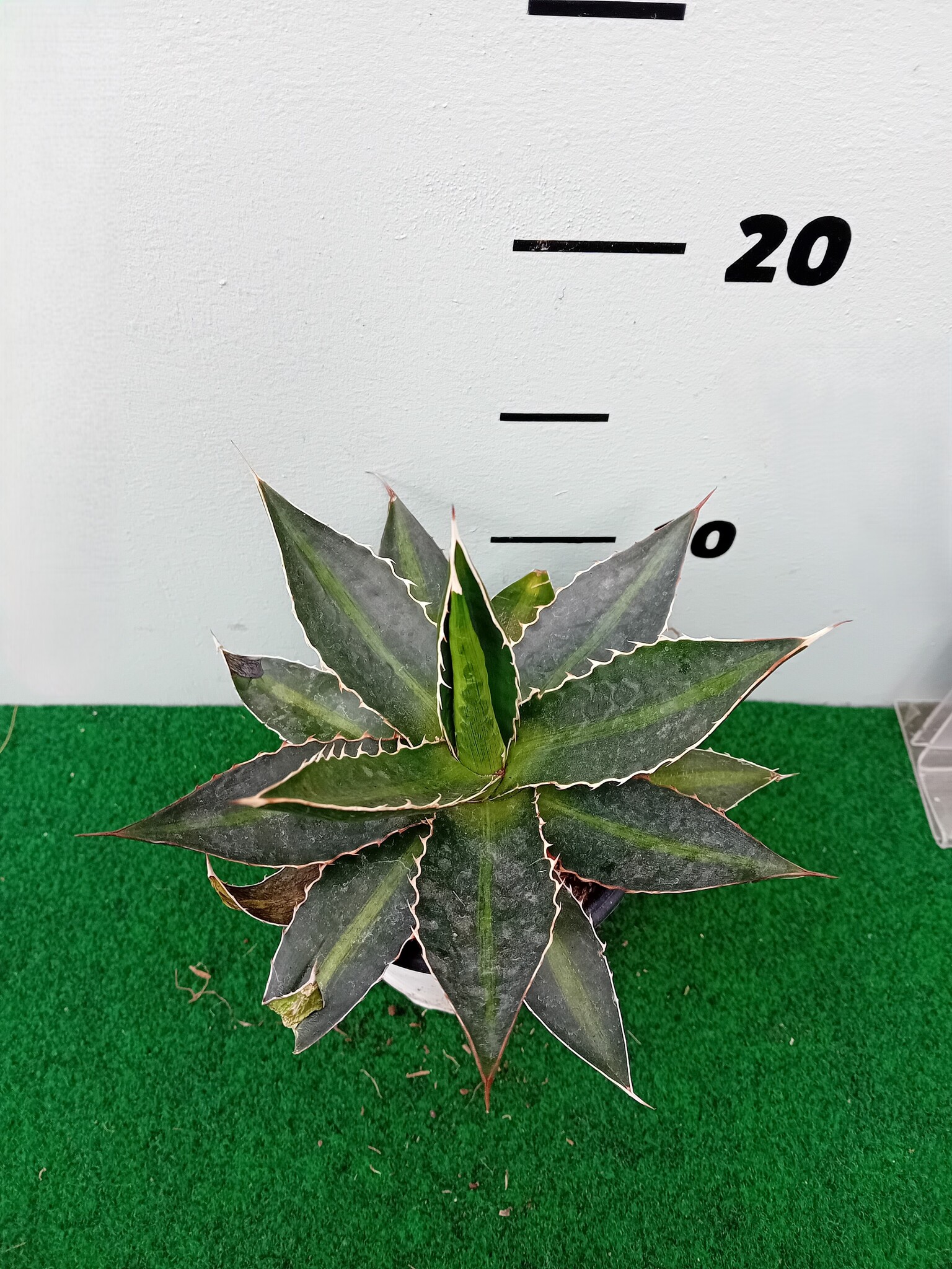 Agave lophanta - Palma Verde Exoten