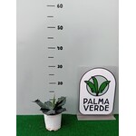 Woestijn-desert Agave parrasana