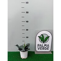 Woestijn-desert Agave parrasana