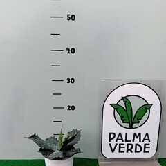 Woestijn-desert Agave parrasana