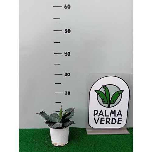 Woestijn-desert Agave parrasana