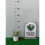 Woestijn-desert Agave potatorum