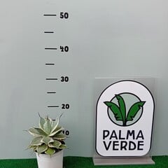 Woestijn-desert Agave potatorum