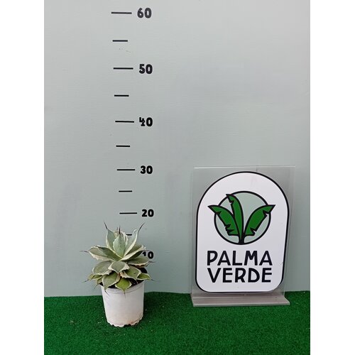 Woestijn-desert Agave potatorum