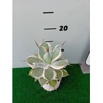 Woestijn-desert Agave potatorum