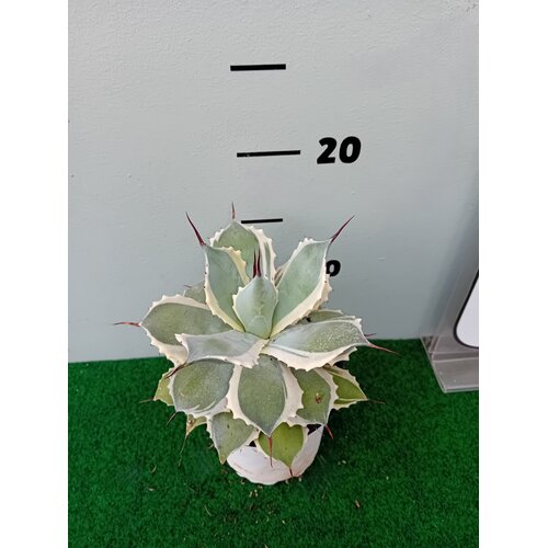 Woestijn-desert Agave potatorum