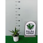 Woestijn-desert Agave impressa