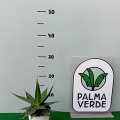 Woestijn-desert Agave impressa