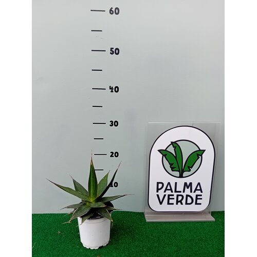 Woestijn-desert Agave impressa