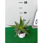 Woestijn-desert Agave impressa