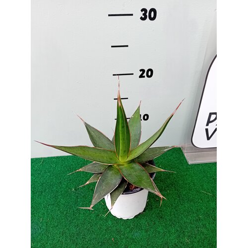 Woestijn-desert Agave impressa