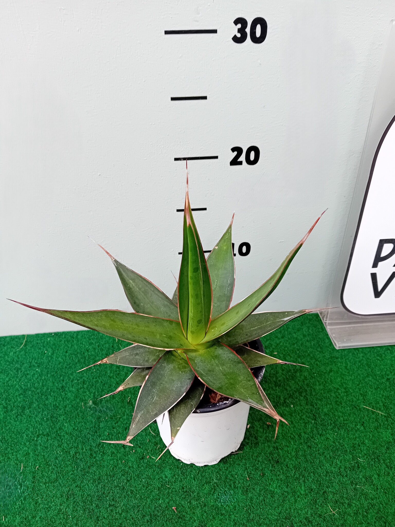 Agave impressa - Palma Verde Exoten