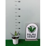 Woestijn-desert Agave titanota