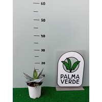 Woestijn-desert Agave titanota