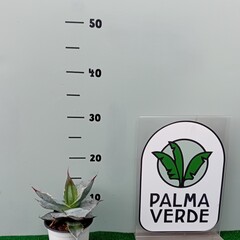 Woestijn-desert Agave titanota