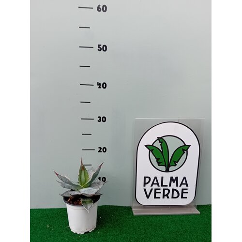 Woestijn-desert Agave titanota