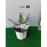 Woestijn-desert Agave titanota