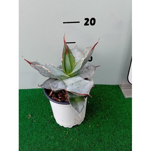 Woestijn-desert Agave titanota