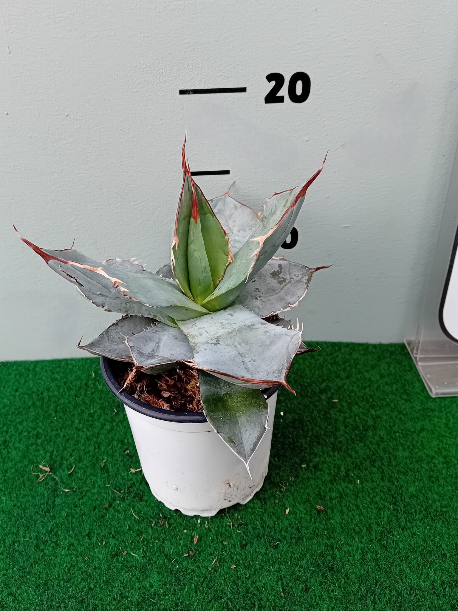 Agave titanota - Palma Verde Exoten