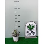 Woestijn-desert Agave filifera