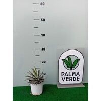 Woestijn-desert Agave filifera