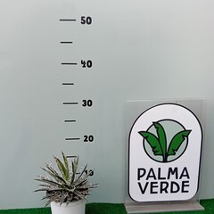 Woestijn-desert Agave filifera