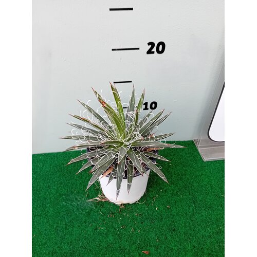 Woestijn-desert Agave filifera