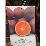 Eetbare tuin-edible garden Citrus sinensis "Chocolate Navel" - Chocoladesinasappel