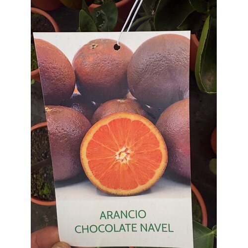 Eetbare tuin-edible garden Citrus sinensis "Chocolate Navel" - Chocoladesinasappel