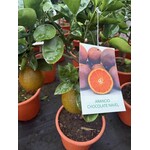 Eetbare tuin-edible garden Citrus sinensis "Chocolate Navel" - Chocoladesinasappel