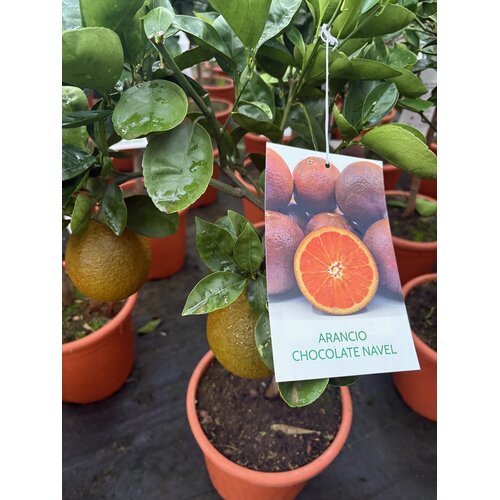 Eetbare tuin-edible garden Citrus sinensis "Chocolate Navel" - Chocoladesinasappel