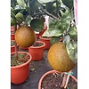 Eetbare tuin-edible garden Citrus sinensis "Chocolate Navel" – Chocolate orange