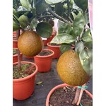 Eetbare tuin-edible garden Citrus sinensis "Chocolate Navel" - Chocoladesinasappel