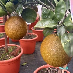 Eetbare tuin-edible garden Citrus sinensis "Chocolate Navel" - Chocoladesinasappel