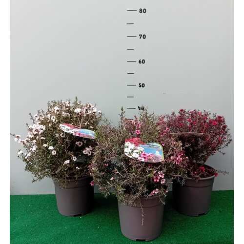 Bloemen-flowers Leptospermum scoparium - Manuka