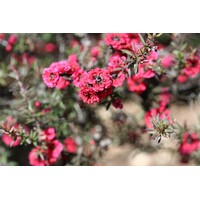 Bloemen-flowers Leptospermum scoparium - Manuka