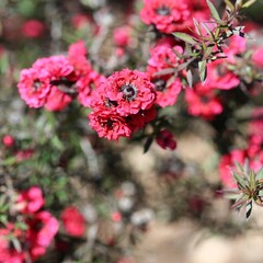 Bloemen-flowers Leptospermum scoparium - Manuka
