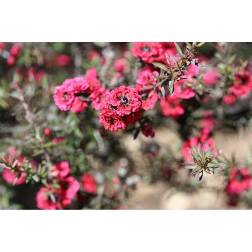 Bloemen-flowers Leptospermum scoparium - Manuka