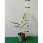 Bananen-bananas Musa balbisiana "Thai Black" - Zwarte banaan