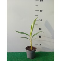 Bananen-bananas Musa balbisiana "Thai Black" - Black Banana