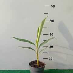 Bananen-bananas Musa balbisiana "Thai Black" - Black Banana