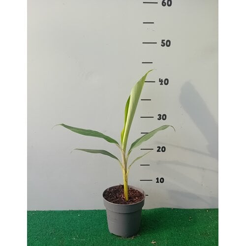 Bananen-bananas Musa balbisiana "Thai Black" - Black Banana