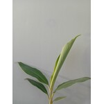 Bananen-bananas Musa balbisiana "Thai Black" - Zwarte banaan