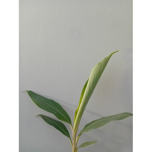 Bananen-bananas Musa balbisiana "Thai Black" - Bananier Noir