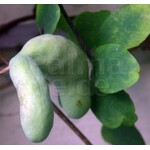 Bloemen-flowers Akebia quinata "Alba" - White Chocolate Vine