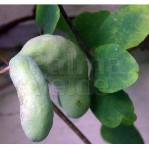 Bloemen-flowers Akebia quinata "Alba" - White Chocolate Vine