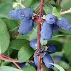 Eetbare tuin-edible garden Lonicera caerulea "Leningrad Giant" - Honingbes