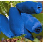 Eetbare tuin-edible garden Lonicera caerulea "Duet" - Honingbes