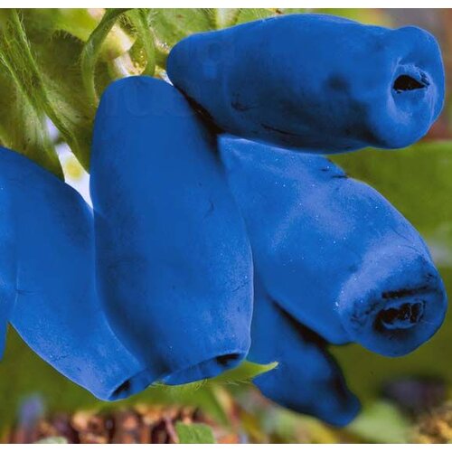 Eetbare tuin-edible garden Lonicera caerulea "Duet" - Honingbes