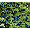 Eetbare tuin-edible garden Lonicera caerulea "Duet" - Honingbes